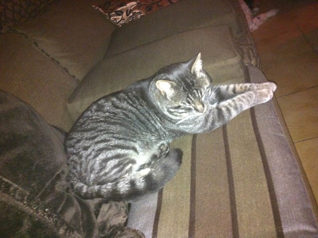 Chats_perdus
