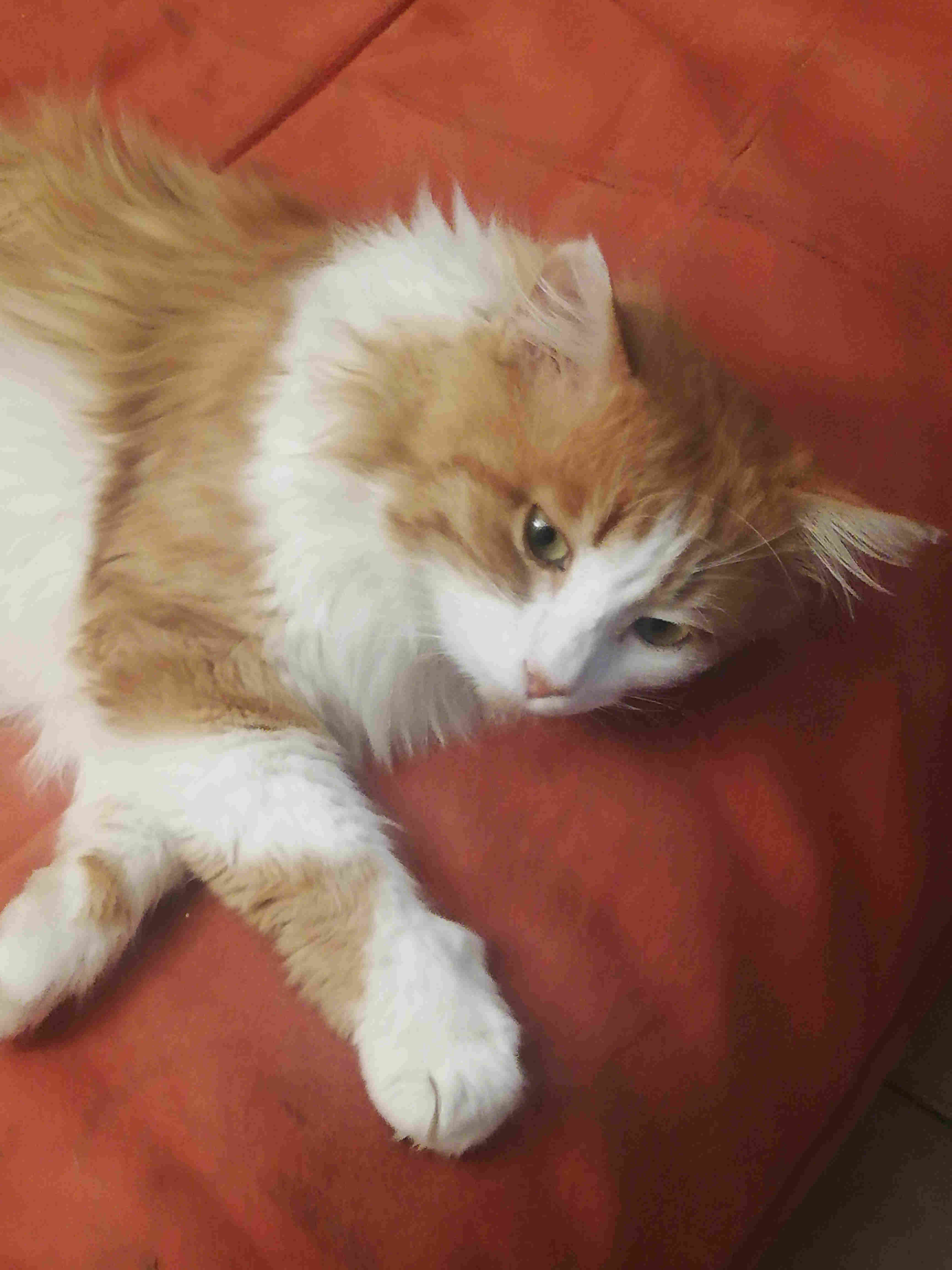 Chats_perdus