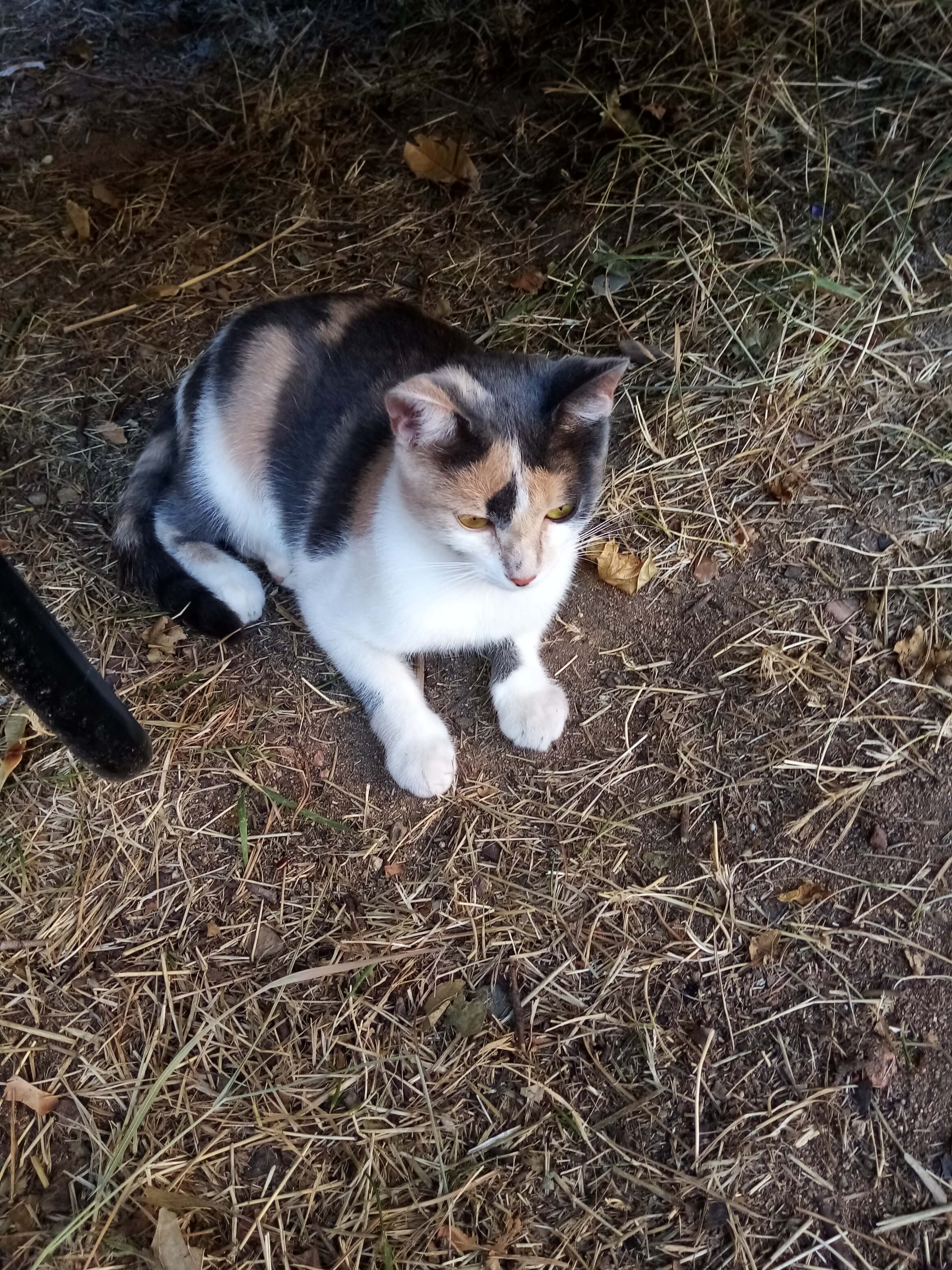 Chat perdu 63